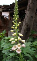 digitalis beli.jpg