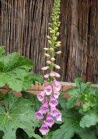 digitalis roze.jpg