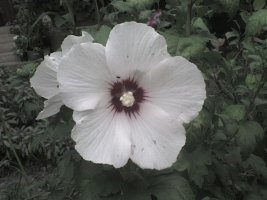 dsc00001.jpg