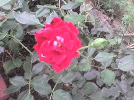 dsc00002.jpg