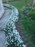 dsc00004.jpg