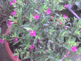 dsc00004.jpg