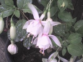 dsc00006.jpg