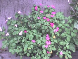 dsc00007.jpg
