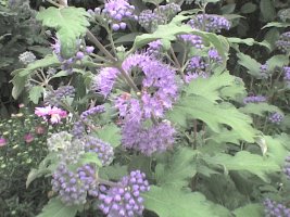 dsc00009.jpg