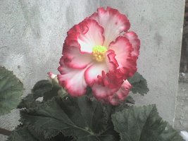dsc00014.jpg