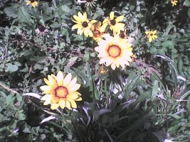 dsc00016.jpg