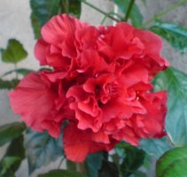 dsc00016.jpg