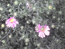 dsc00017.jpg