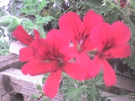 dsc00017.jpg