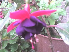 dsc00019.jpg