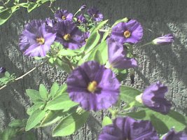 dsc00020.jpg