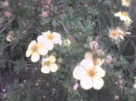 dsc00020.jpg