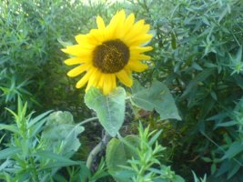 dsc00020.jpg