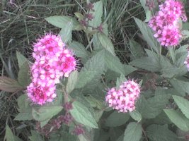 dsc00021.jpg