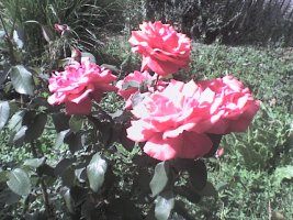 dsc00022.jpg