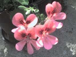 dsc00023.jpg