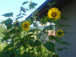 dsc00034.jpg