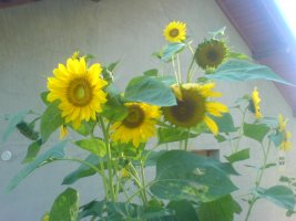 dsc00035.jpg