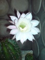 dsc00041 edit.jpg