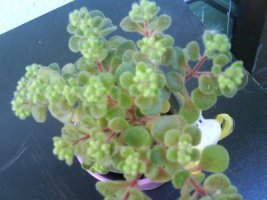 dsc00043a.jpg