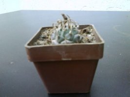 dsc00056a.jpg