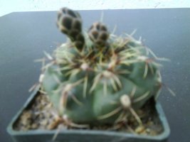 dsc00059a.jpg