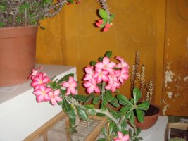 dsc00094.jpg