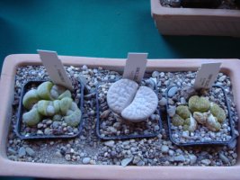 dsc00100.jpg