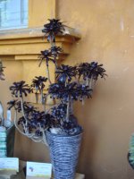 dsc00114.jpg