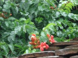 dsc00115.jpg