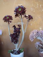 dsc00120.jpg