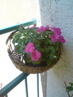 dsc00154_resize.jpg