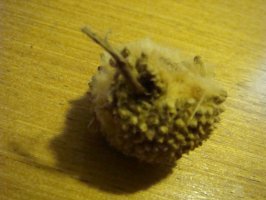 dsc00158a.jpg