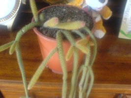 dsc00201.jpg