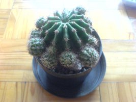 dsc00215.jpg