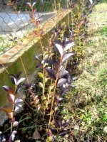 dsc00218.jpg