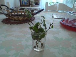dsc00319.jpg