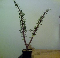 DSC00336.jpg