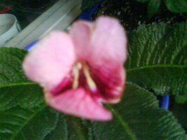 dsc00340_resize.jpg