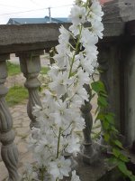 dsc00397 e.jpg
