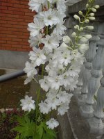 dsc00401 e.jpg