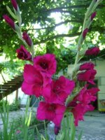 dsc00678.jpg