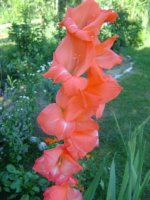 dsc00681.jpg