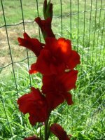 dsc00686.jpg