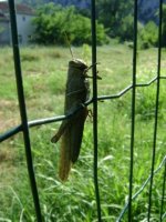 dsc00687.jpg