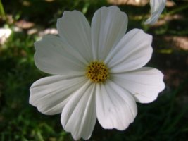 dsc00688.jpg