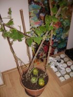 dsc00715.jpg