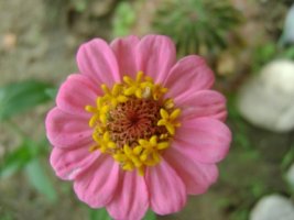 dsc00733.jpg