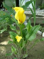 dsc00734.jpg